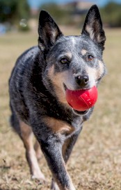KONG Ball Exstreme czerwona z dziurą Piłka gumowa duża M/L - Zdjęcie nr 4