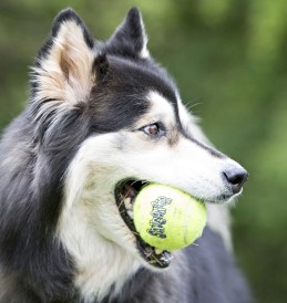 KONG Air Squeaker Piłka z piszczałką dla psa XL - Zdjęcie nr 4