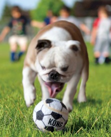KONG Sport Bouncy Balls Piłka sprężysta dla psa XS 3 szt. - Zdjęcie nr 4