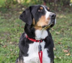 KERBL GoleyGo Zestaw Obroża + Smycz Czarne M - Zdjęcie nr 10