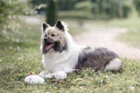 KERBL Rugby z E-TPU dla psa 13,5cm - Zdjęcie nr 3