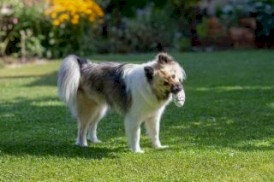 KERBL Rugby z E-TPU dla psa 13,5cm - Zdjęcie nr 4