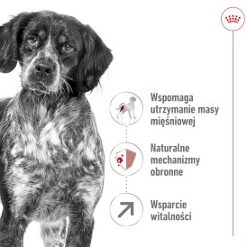 ROYAL CANIN Medium Adult 7+ M 15kg - Zdjęcie nr 3