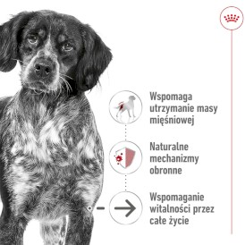 ROYAL CANIN Medium Ageing 10+ M 15kg - Zdjęcie nr 3