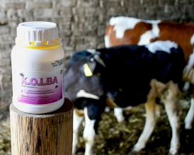 KOLBA K.O.LBA Preparat do zwalczania much 500ml - Zdjęcie nr 3