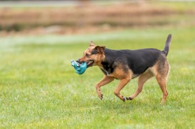TRIXIE Potworek Gryzak z lateksu Zabawka dla psa - Zdjęcie nr 9