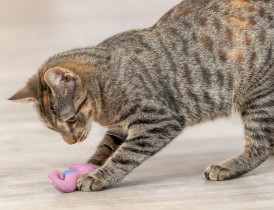 TRIXIE Konik morski pluszowy z kocimiętką dla kota Różne Kolory - Zdjęcie nr 6