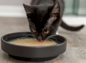 TRIXIE Kittis Shrimp Soup Zupa Kurczak Krewetki dla kota 4x80g - Zdjęcie nr 4