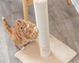TRIXIE Drapak stojący Batres beżowy 62cm - Zdjęcie nr 4