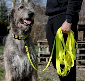 DINGO Flex Honey Smycz treningowa z rączką Żółta 1,6cm x 3m - Zdjęcie nr 8