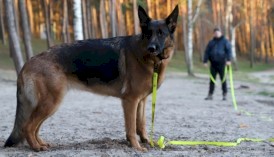 DINGO Flex Honey Smycz treningowa z rączką Pomarańczowa 1,6cm x 5m - Zdjęcie nr 11