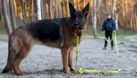 DINGO Flex Honey Smycz treningowa z rączką Żółta 1,6cm x 3m - Zdjęcie nr 9
