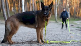 DINGO Flex Honey Smycz treningowa z rączką Żółta 1,6cm x 5m - Zdjęcie nr 9