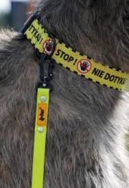 DINGO Flex Smycz treningowa z rączką Żółta 1,6cm x 5m - Zdjęcie nr 6