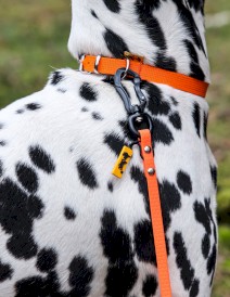 DINGO Flex Smycz treningowa z rączką Pomarańczowa 1,6cm x 5m - Zdjęcie nr 8