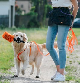 DINGO Flex Smycz treningowa z rączką Pomarańczowa 1,6cm x 5m - Zdjęcie nr 11