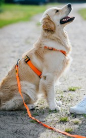 DINGO Flex Smycz treningowa z rączką Pomarańczowa 1,6cm x 5m - Zdjęcie nr 12