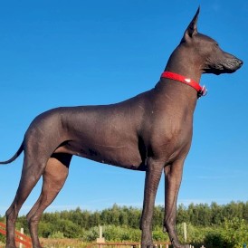 DINGO Terra Fire Obroża wegańska z klamrą metalową Czerwona S - Zdjęcie nr 6