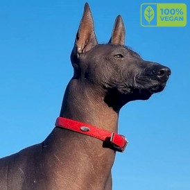DINGO Terra Fire Obroża wegańska z klamrą metalową Czerwona S - Zdjęcie nr 5