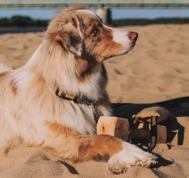 DINGO Terra Sand Obroża wegańska z zapięciem plastikowym Beżowa L - Zdjęcie nr 6