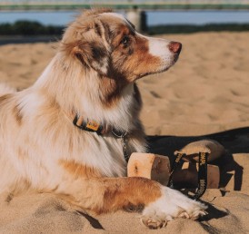 DINGO Terra Sand Obroża wegańska z zapięciem plastikowym Beżowa M - Zdjęcie nr 6