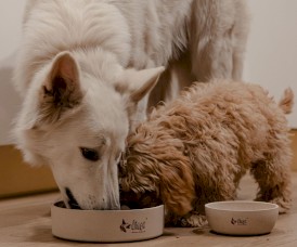 DINGO Nature Miska Bambusowa 1,25l - Zdjęcie nr 9