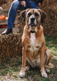 DINGO Qoton Obroża bawełniana Czerwona L 25mm x 55cm - Zdjęcie nr 8
