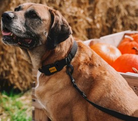 DINGO Qoton Obroża bawełniana Czerwona L 25mm x 55cm - Zdjęcie nr 10