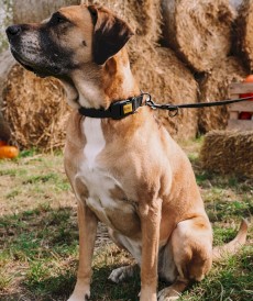 DINGO Qoton Smycz przepinana bawełniana Czerwona 20mm x 220cm - Zdjęcie nr 9