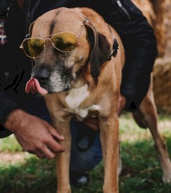 DINGO Qoton Obroża bawełniana Czerwona L 25mm x 55cm - Zdjęcie nr 14
