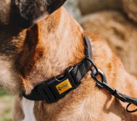 DINGO Qoton Obroża bawełniana Czarna M 20mm x 45cm - Zdjęcie nr 15