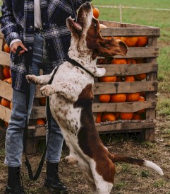 DINGO Qoton Obroża bawełniana Czerwona L 25mm x 55cm - Zdjęcie nr 17