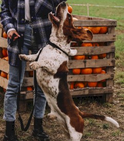 DINGO Qoton Obroża bawełniana Czarna L 25mm x 55cm - Zdjęcie nr 16