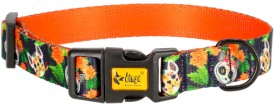 DINGO City Chiapas Obroża regulowana 2cm x 45cm - Zdjęcie główne