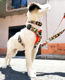 DINGO City Chiapas Obroża regulowana 3cm x 60cm - Zdjęcie nr 3
