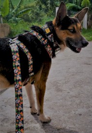 DINGO City Chiapas Smycz przepinana 2m x 220cm - Zdjęcie nr 12