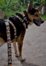 DINGO City Chiapas Obroża regulowana 3cm x 60cm - Zdjęcie nr 8