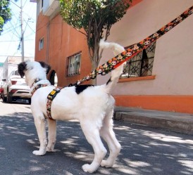DINGO City Chiapas Smycz przepinana 2m x 220cm - Zdjęcie nr 3