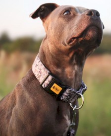DINGO America Georgia Obroża regulowana S 20mm x 45cm - Zdjęcie nr 2