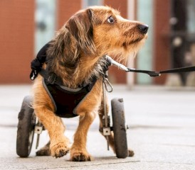 DINGO Szelki bezuciskowe z dwupaskową regulacją Czarne XS - Zdjęcie nr 5