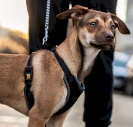 DINGO Szelki bezuciskowe z dwupaskową regulacją Czarne XS - Zdjęcie nr 6