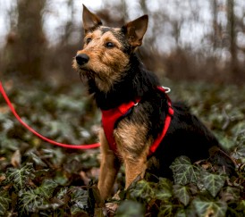 DINGO Szelki bezuciskowe z dwupaskową regulacją Czerwone XS - Zdjęcie nr 4