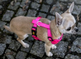 DINGO Szelki bezuciskowe z dwupaskową regulacją Różowe XS - Zdjęcie nr 5