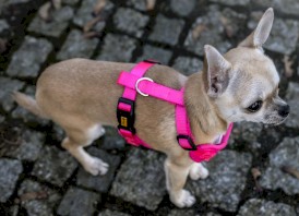 DINGO Szelki bezuciskowe z dwupaskową regulacją Różowe L - Zdjęcie nr 5