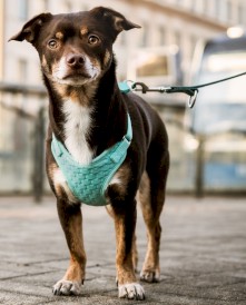 DINGO Szelki bezuciskowe z dwupaskową regulacją Miętowe L - Zdjęcie nr 5