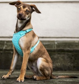 DINGO Szelki bezuciskowe z dwupaskową regulacją Miętowe L - Zdjęcie nr 6