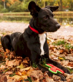 DINGO Bumerang z TPR Zabawka dla psa 23cm - Zdjęcie nr 4