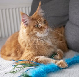 DINGO Charming Wędka z wymiennymi zabawkami Niebieska dla kota - Zdjęcie nr 5