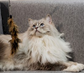 DINGO Charming Wędka z wymiennymi zabawkami Brązowa dla kota - Zdjęcie nr 6