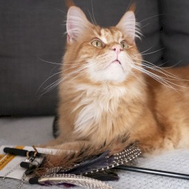 DINGO Charming Wędka z wymiennymi zabawkami Brązowa dla kota - Zdjęcie nr 8